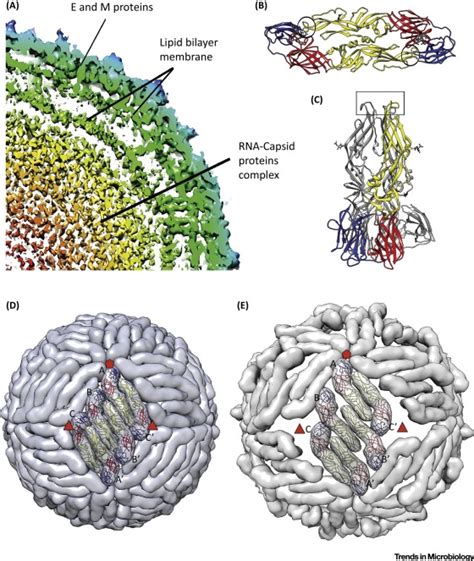 Structure Of Dengue Virus