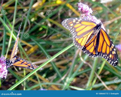 Las Mariposas De Monarca Del Lago Toronto En La Verbena Florecen