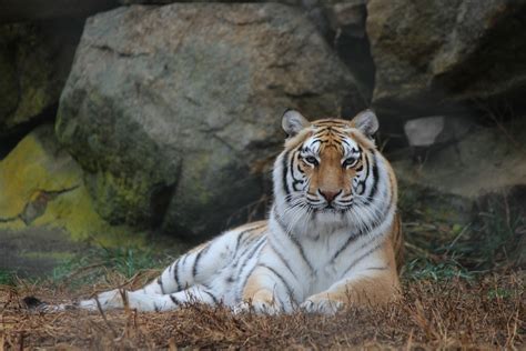 Bengal Tiger | Southwick's Zoo