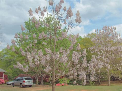 Flowering Tree With Large Seed Pods Walter Reeves The Georgia Gardener