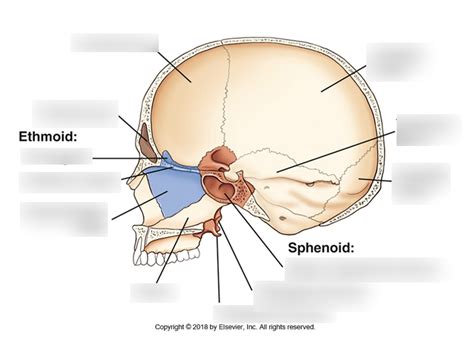 Sphenoid And Ethmoid Bones Diagram Quizlet