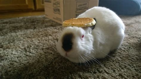 Pancake On A Pancake Rabbits