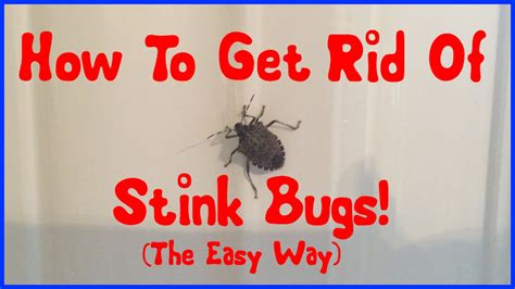 How To Get Rid Of Stink Bugs YouTube