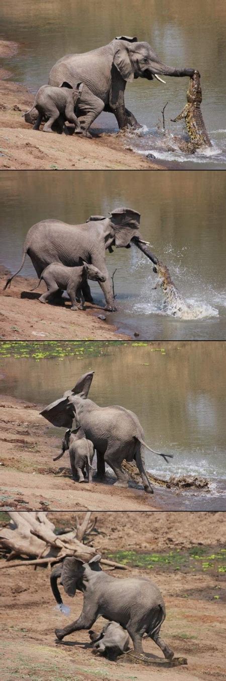 Crocodile vs. elephant