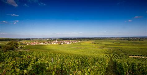 Guided tour of Côte de Beaune vineyards