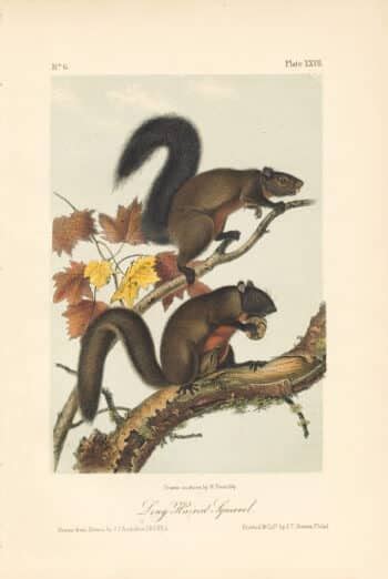 Audubon Bowen Octavo Pl Northern Hare Quadruped Octavo Edition