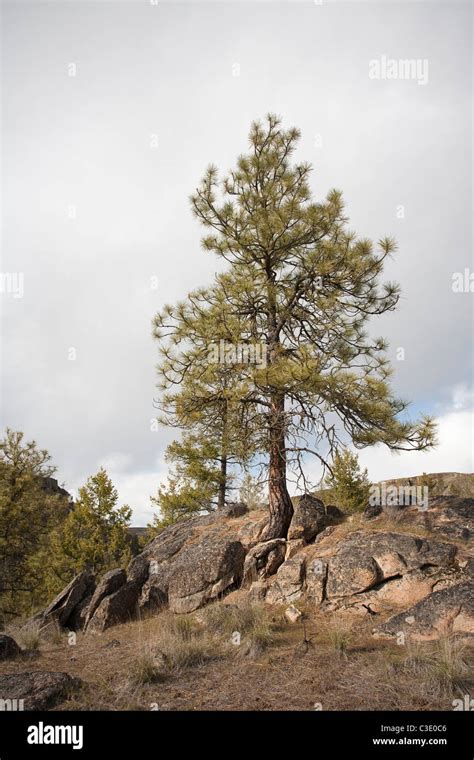 Pine Tree Growing Out Rock Hi Res Stock Photography And Images Alamy