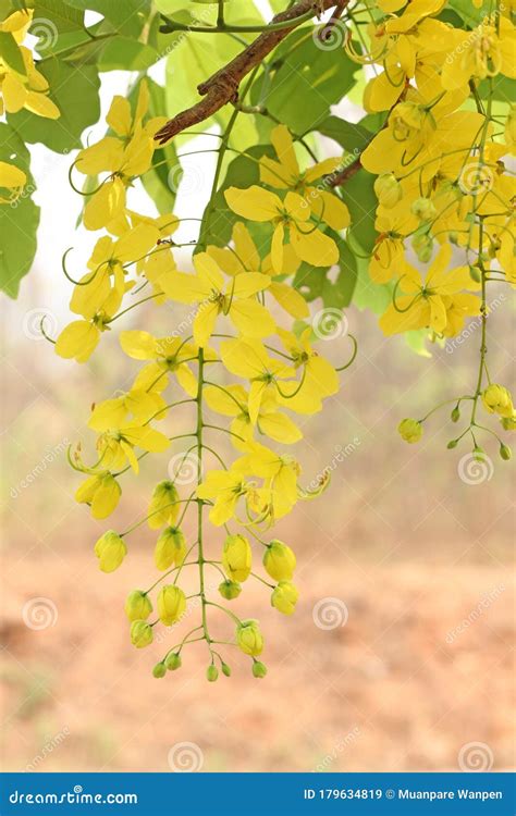 Bunch Of Yellow Golden Shower Cassia Fistula Indian Laburnum State