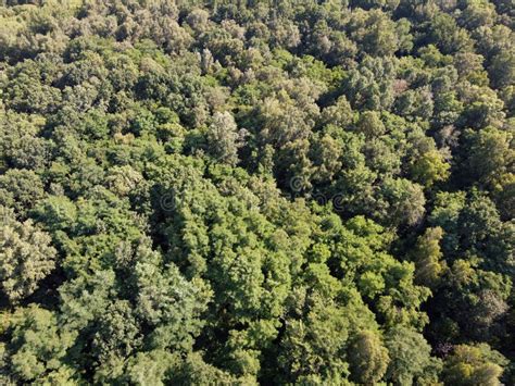 Vegetación Densa Hermosa En El Bosque Con Las Ramas De Florecimiento De