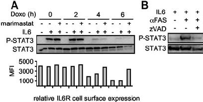 STAT3 Phosphorylation Is Abrogated During Apoptosis A Ba F3 Gp130