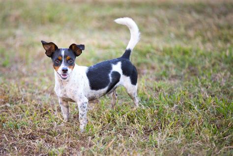 Rat Terrier Dog Breed Characteristics And Care