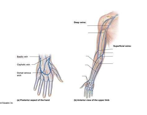 Veins of arm and hand Quiz