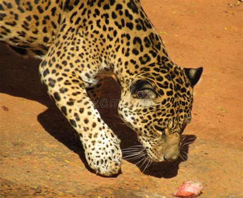 Jaguar Eating a Piece of Meat Stock Photo - Image of brazil, wildlife ...