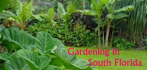 17 Best images about Gardening (Zone 10a - So. Florida) on Pinterest | Gardens, Hummingbirds and ...