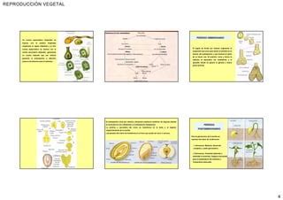 Material de apoyo Fisiología vegetal Reproducción PPT