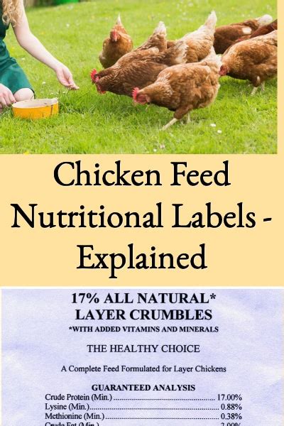 Organic Layer Chicken Feed Pet Food Guide