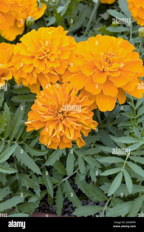 TAGETES PATULA SAFARI TANGERINE Stock Photo Alamy