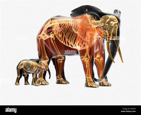 African baby elephant cut out hi-res stock photography and images - Alamy