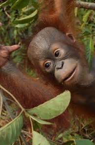 Orangutan Facts - The Orangutan Project