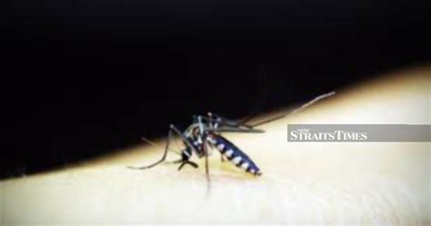 Dengue Cases In Kedah Raise Concerns Exco New Straits Times