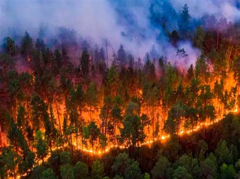 Guatemala Con M S De Incendios Forestales Activos Noticias Prensa