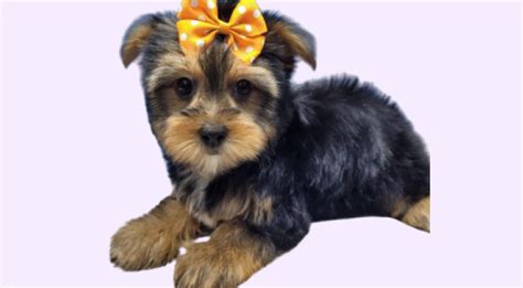 Lovable Yorkies Available In Long Island Maxies Babies