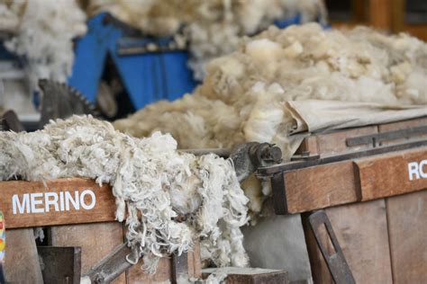 A Guide to Merino Wool | Ecowool