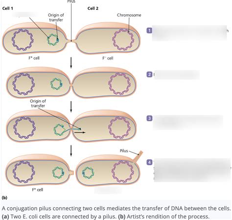 Bacterial conjugation Diagram | Quizlet