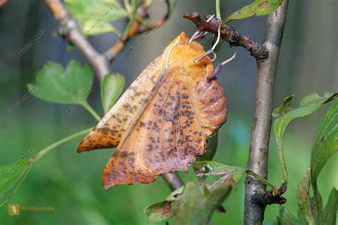 Spanner Bild Bestellen Naturbilder Bei Wildlife Media