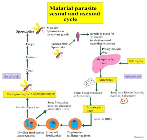 Malaria Parasite Part 5 Plasmodium Ovale Mp