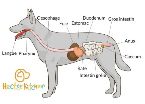 Digestion Du Chien Tout Savoir Hector Kitchen Brulure Estomac