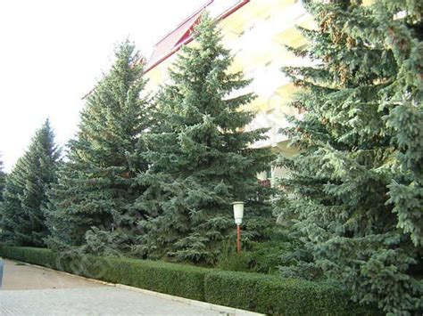 Алтын Жай Иссык Куль (ранее Рохат НБУ) . Цены пансионата Алтын Жай ...