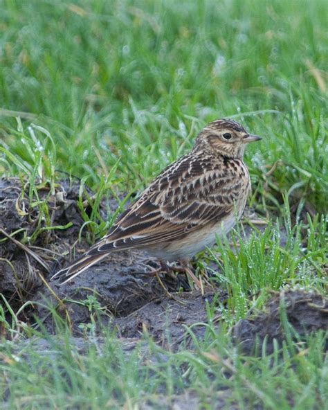 Eurasian Skylark Wallpapers Wallpaper Cave