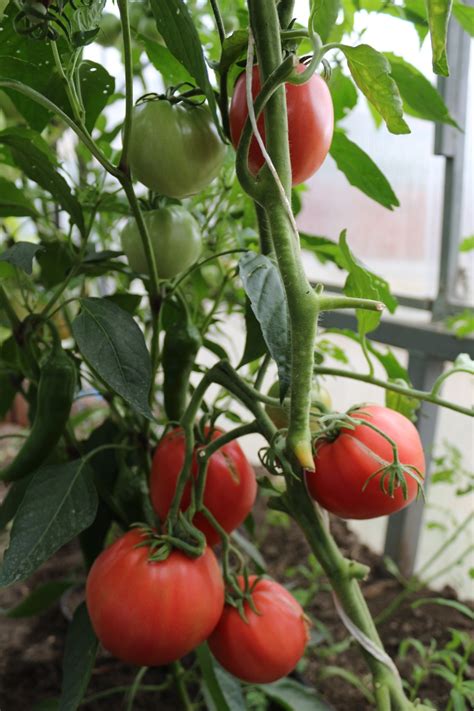 Томат Большая малина: описание сорта, отзывы, фото | tomatland.ru
