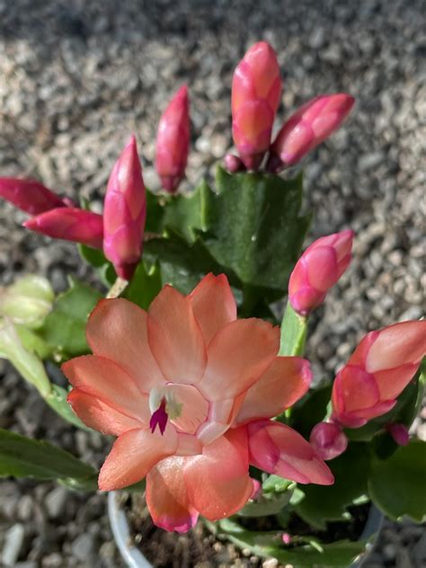 Flor De La Schlumbergera Fj Caballer Flickr