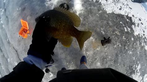 Big Bluegills First Ice Youtube