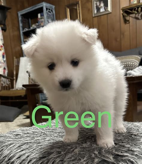 Mini American Eskimo Puppies America S Pet Registry