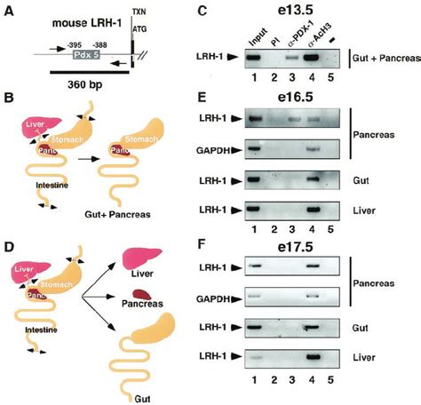 Pdx Binds To The Lrh Promoter During Pancreatic Development A