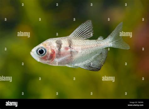 Schwarz Tetra, schwarzer Rock, Petticoat tetra Tetra, High-fin ...