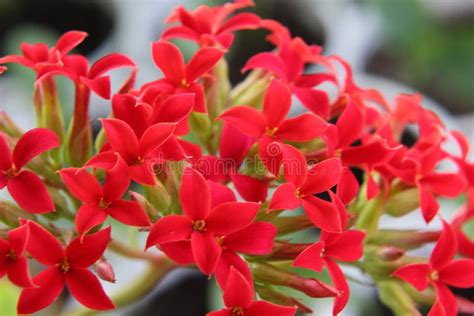 Flores Cruciformes Rojas Brillantes En La Inflorescencia De Kalanchoe