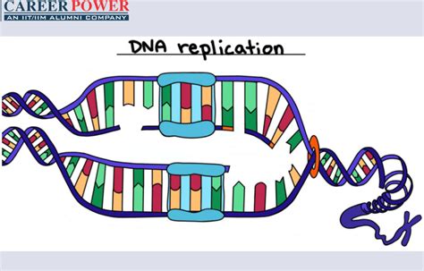 DNA Replication Process, Steps, Diagram, and Enzymes Involved