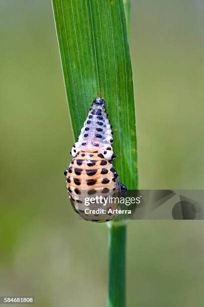 224 Pupa Stage Stock Photos, High-Res Pictures, and Images - Getty Images