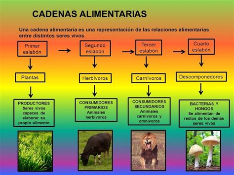 Ciencias De La Naturaleza Eslabones De La Cadena Alimenticia