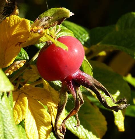 Free Images Tree Nature Branch Blossom Fruit Berry Leaf Flower