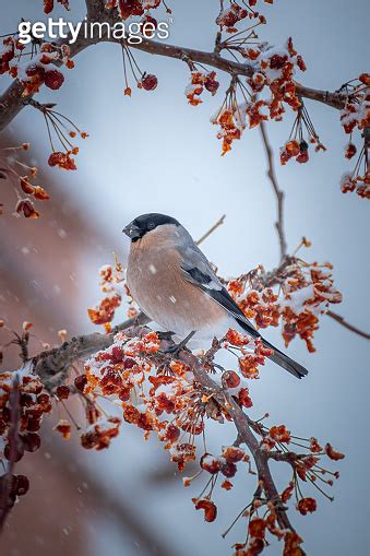 Female Bullfinch Bird Sitting On The Hawthorn Branch And Eating Berries