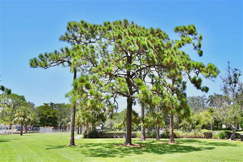 SOUTHERN SLASH PINE Naples Tree Walk