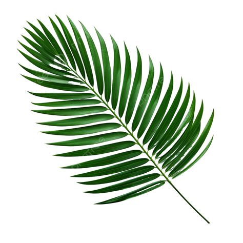 Green Tropical Branch Palm Leaf With Shadow Png File Palm Coconut