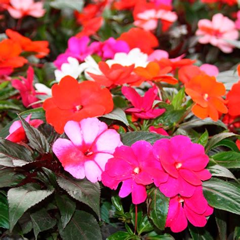 Impatiens O Produtor Garden