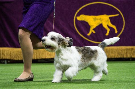 Dog named Buddy Holly is first of its breed to win Westminster Dog Show