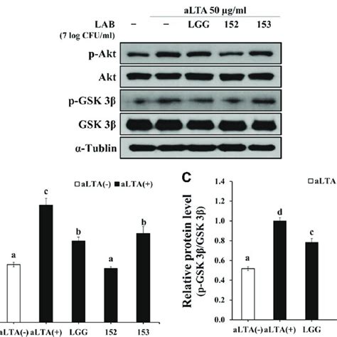 Regulatory effect of Lactobacillus strains on Akt GSK 3β signaling